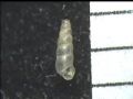 Moitessieria&nbsp;massoti